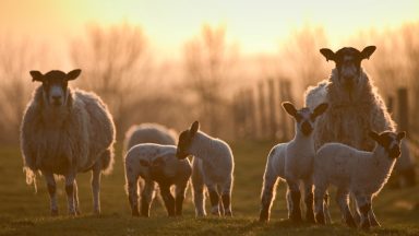 More cases of potentially deadly livestock virus detected in Scotland