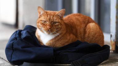 Ginger tabby cat banned from Glasgow college killed on road