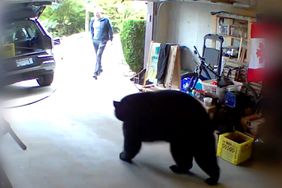 Bear close encounter in garage