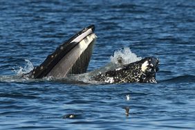 Humpback Whale Accidentally Swallows Seal