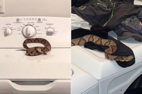 Snake on washing machine