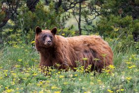 American black bear (Ursus americanus) Glacier National Park, Montana