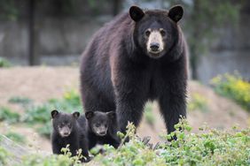 Black Bear with Cubs