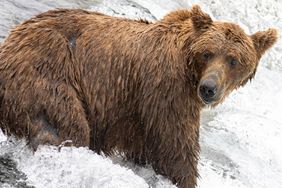 A grizzly bear / brown bear hoping to catch a salmon to feed on in Katmai National Park on July 20, 2023. 