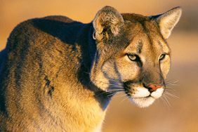 Mountain Lion in colorado