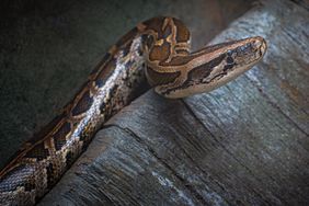 Top half of a Rock Python Snake moving over a log as taken in Dublin Zoo