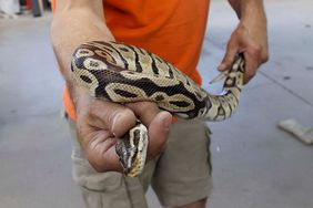 python in toyota car