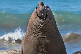 The Comedy Wildlife Awards finalists - Smiling Elephant Seal