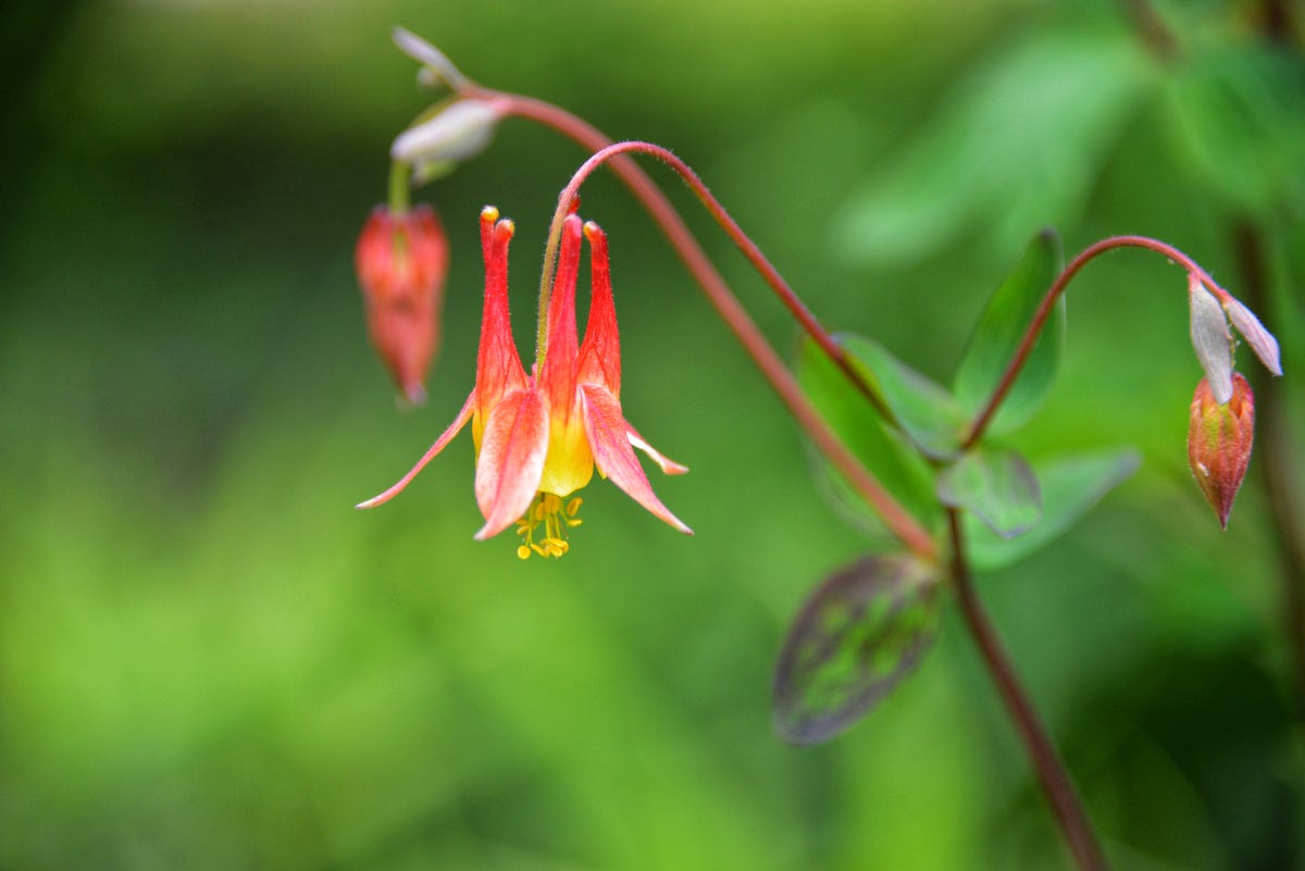 A red columbine bloom.