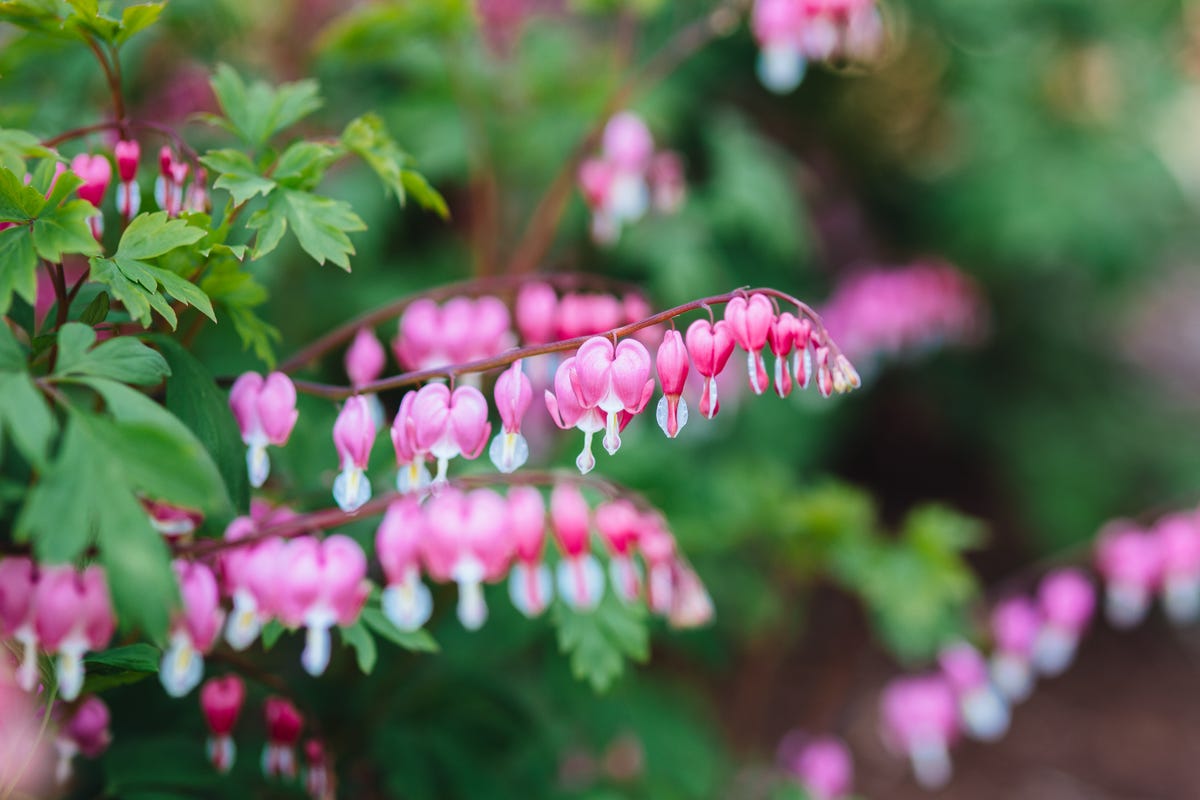 Stalks of pink bleeding heart blossoms.