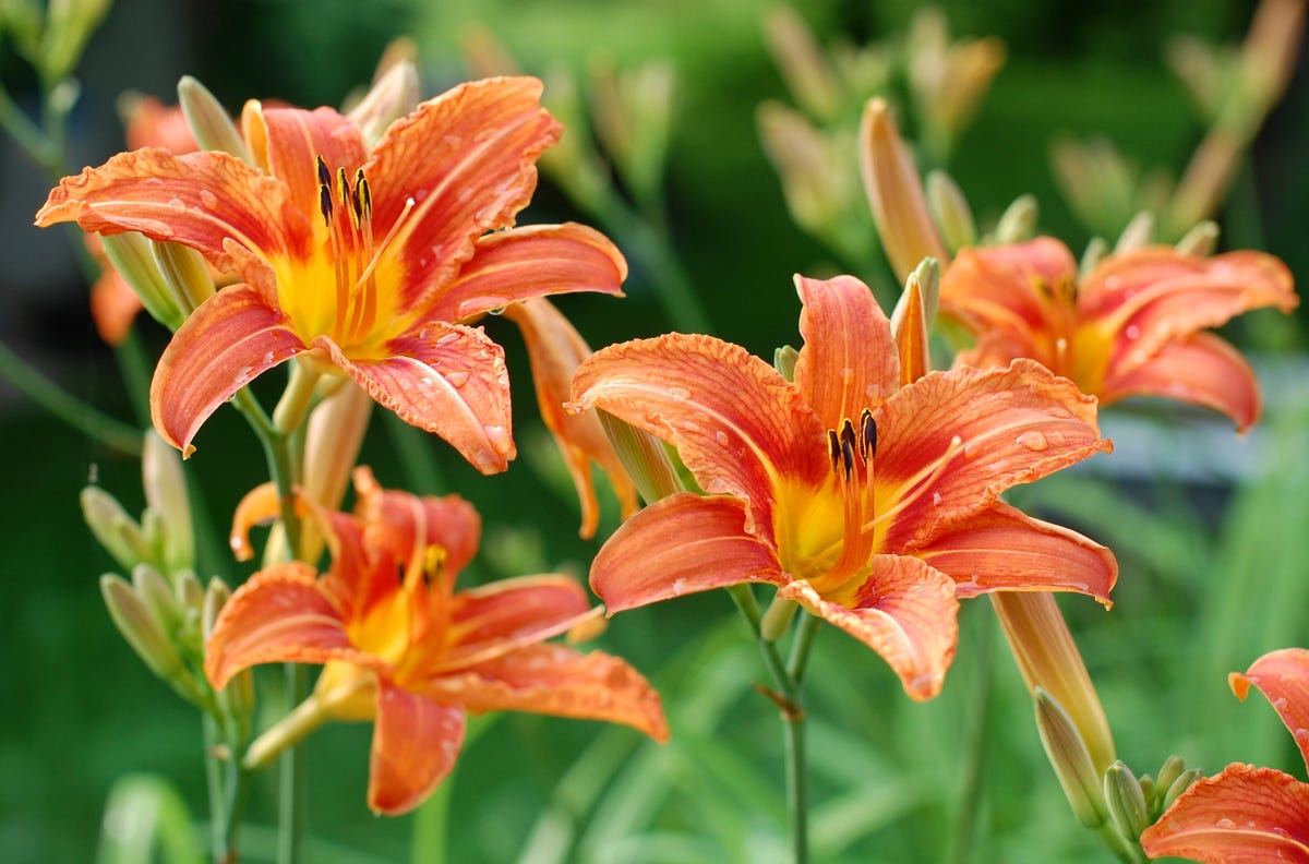 Orange daylily blooms.